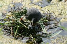 Blässhuhn-Nest-061.jpg